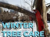 "Winter Tree Care" written over a pruner slicing through a snowy branch