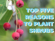 Serviceberry fruit next to "Top Five Reasons to Plant Shrubs"