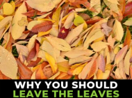 Bed of dried leaves with "Why you should leave the leaves"