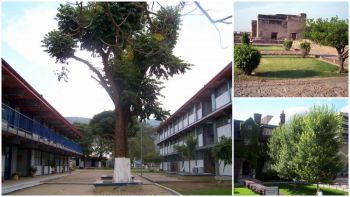 Trees in yards around the world: Clockwise from left - Guzman City (Mexico), Lahore (Pakistan), Toronto (Canada)