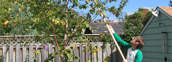 Pruning by arborist