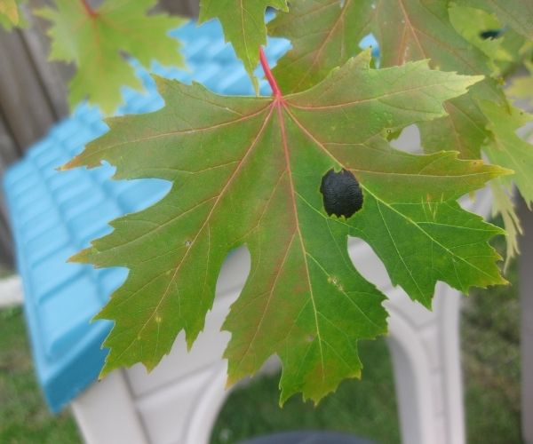 Black tar spot on maple leaf