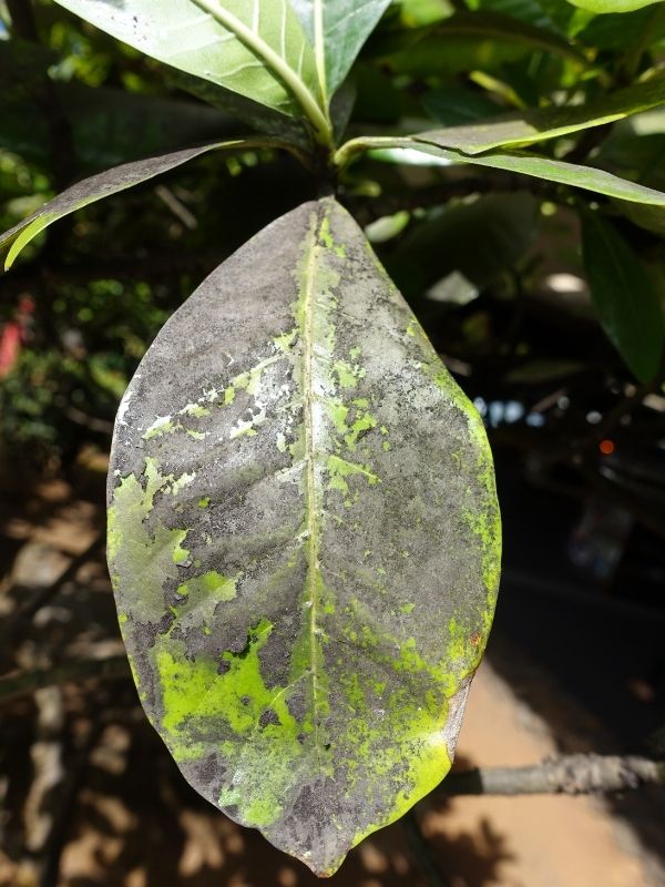 Leaf affected by sooty mold