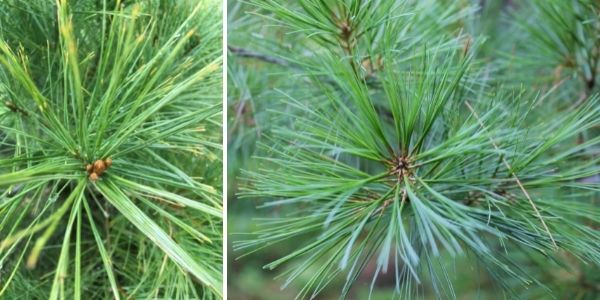 White pine needles