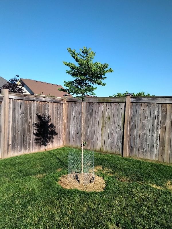 Kentucky coffee tree with chicken wire fencing