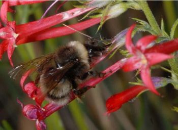 western bumblebee - the occidentalis