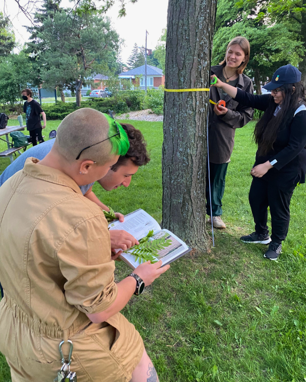 Two people in the foreground identifying a leaf with a book and two people in the background measuring the circumference of a tree trunk